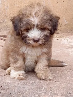 1-3 months Male Purebred Lhasa Apso