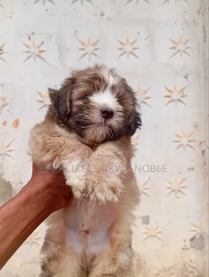 1-3 months Male Purebred Lhasa Apso