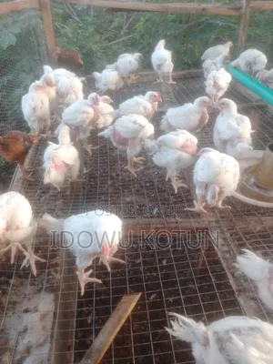 6weeks Old Boilers for Sale