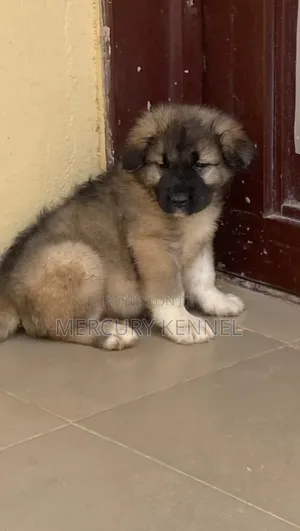 1-3 months Female Purebred Caucasian Shepherd