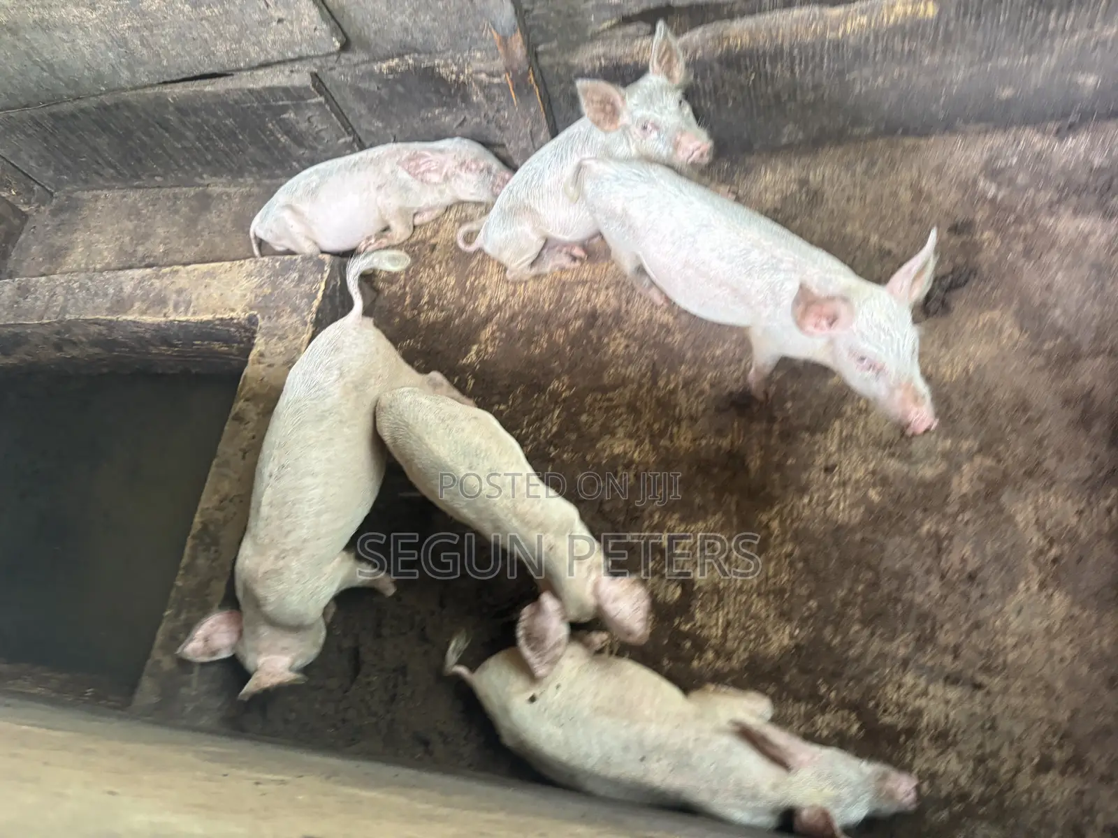 Weaners (3months+)