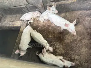 Weaners (3months+)