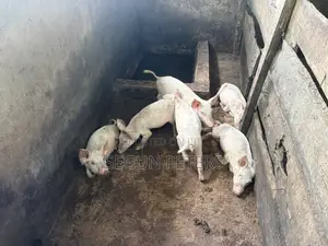 Weaners (3months+)