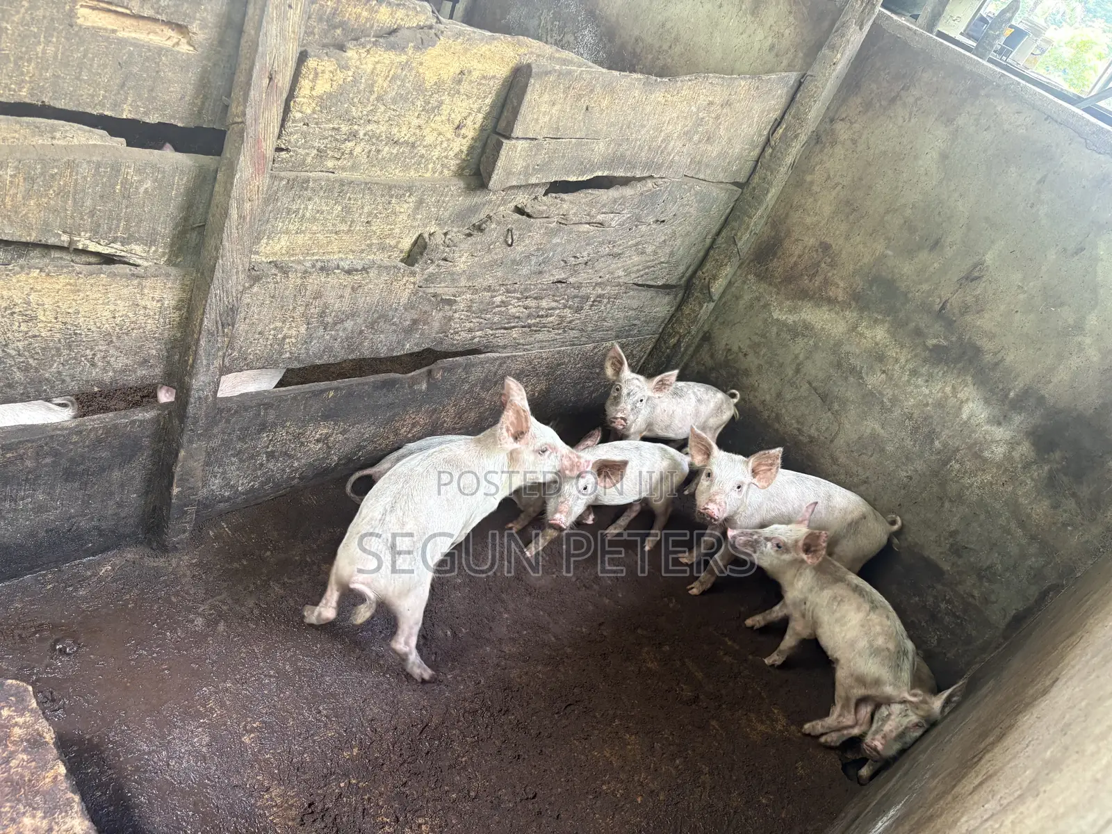 Weaners (3months+)