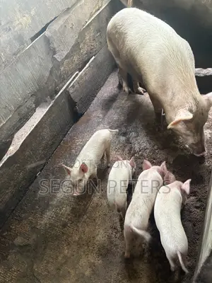 Weaners for Sale