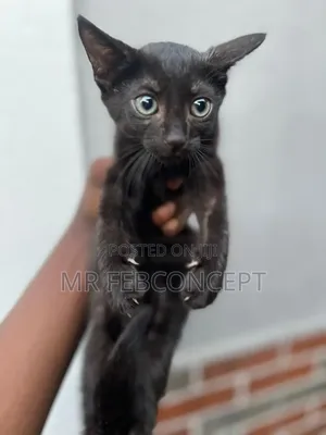 1-3 months Male Purebred Turkish Angora