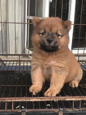 1-3 months Female Purebred Chow Chow