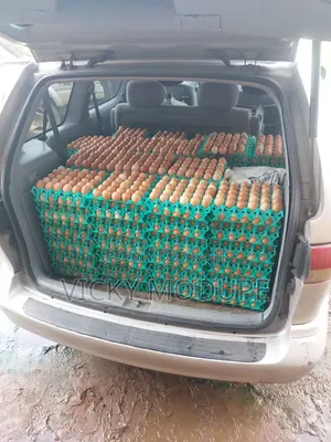 Fresh Eggs for Sale