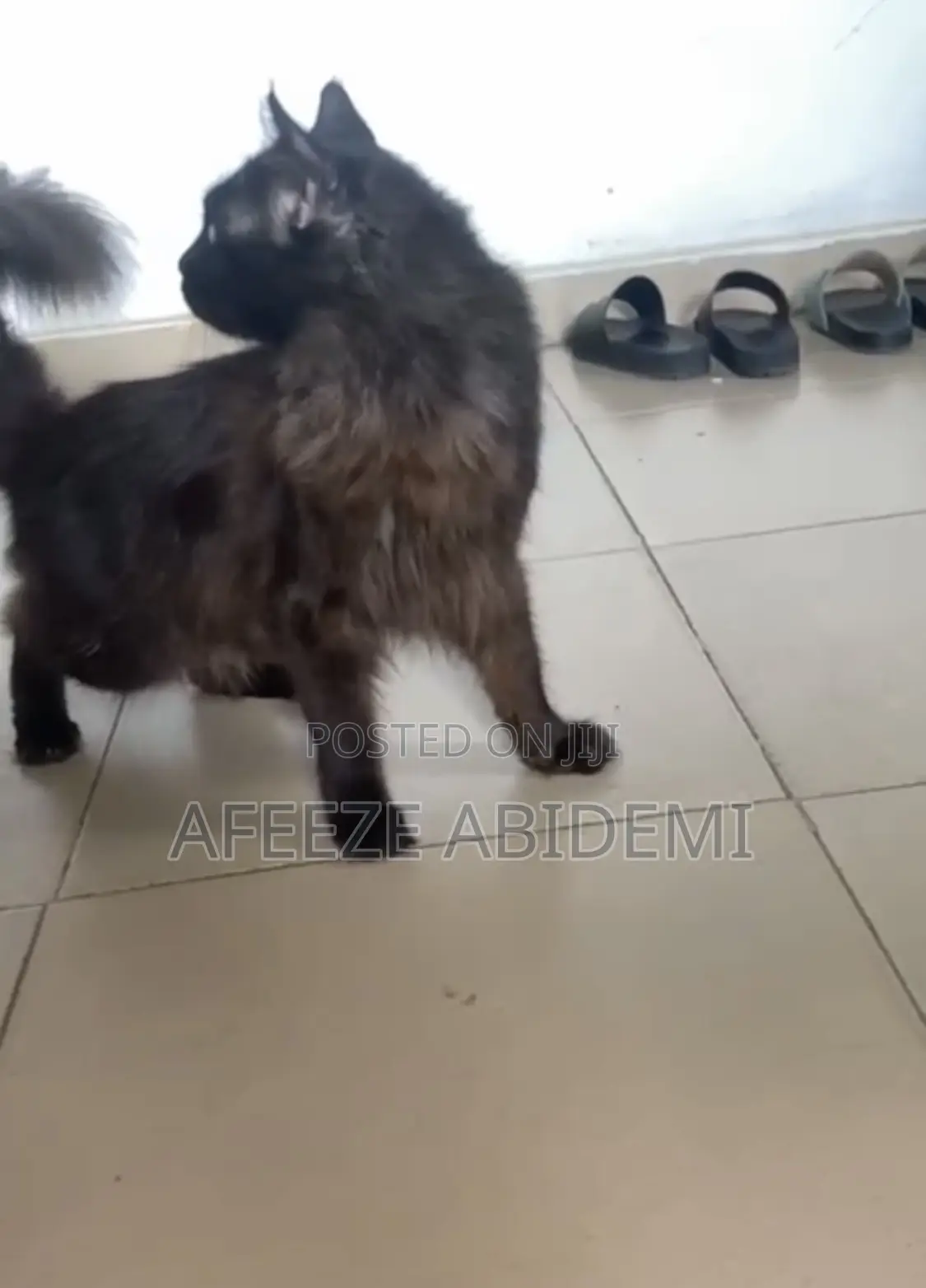 6-12 months Male Mixed Breed Maine Coon