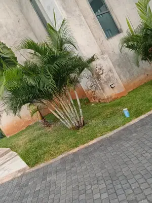 Golden Palm