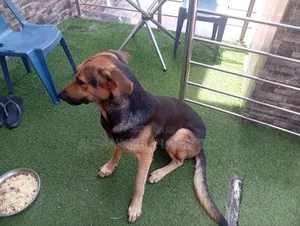 6-12 months Male Purebred German Shepherd