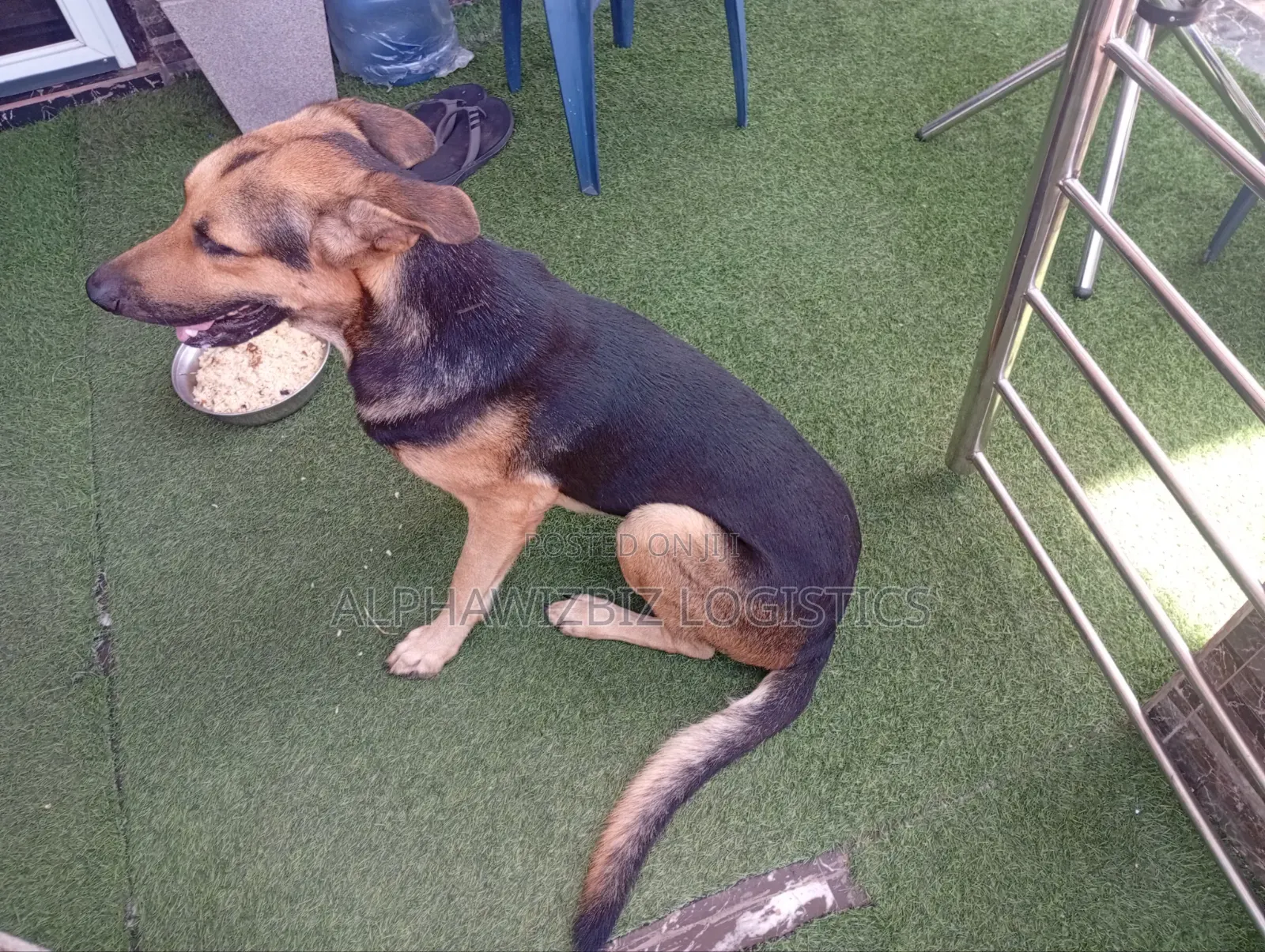 6-12 months Male Purebred German Shepherd