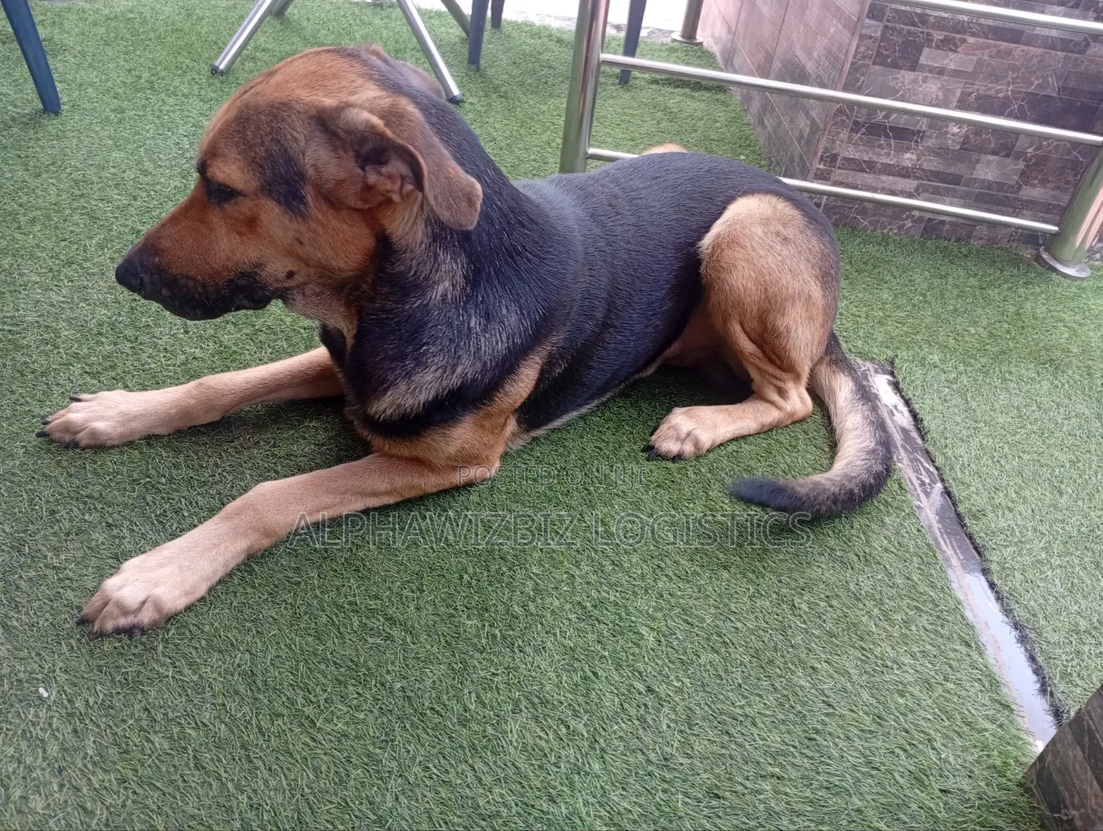 6-12 months Male Purebred German Shepherd