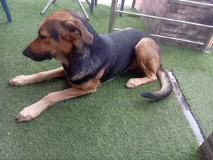6-12 months Male Purebred German Shepherd