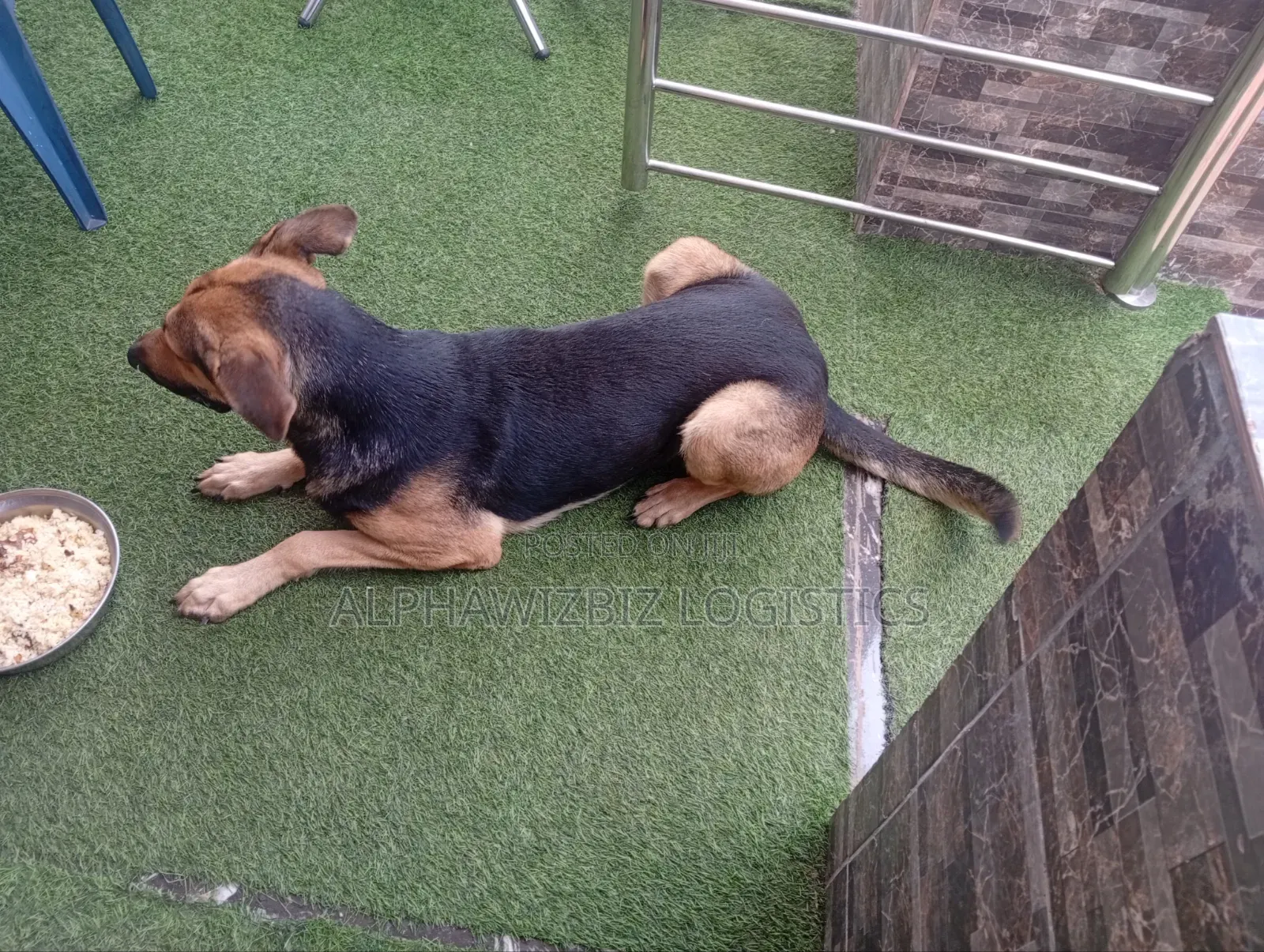 6-12 months Male Purebred German Shepherd