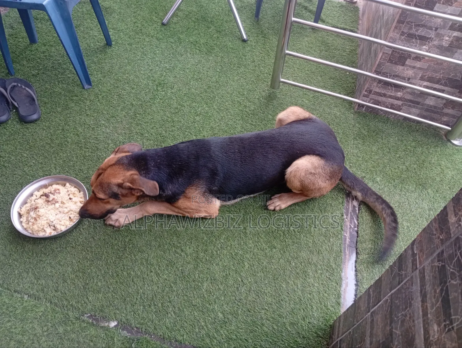 6-12 months Male Purebred German Shepherd