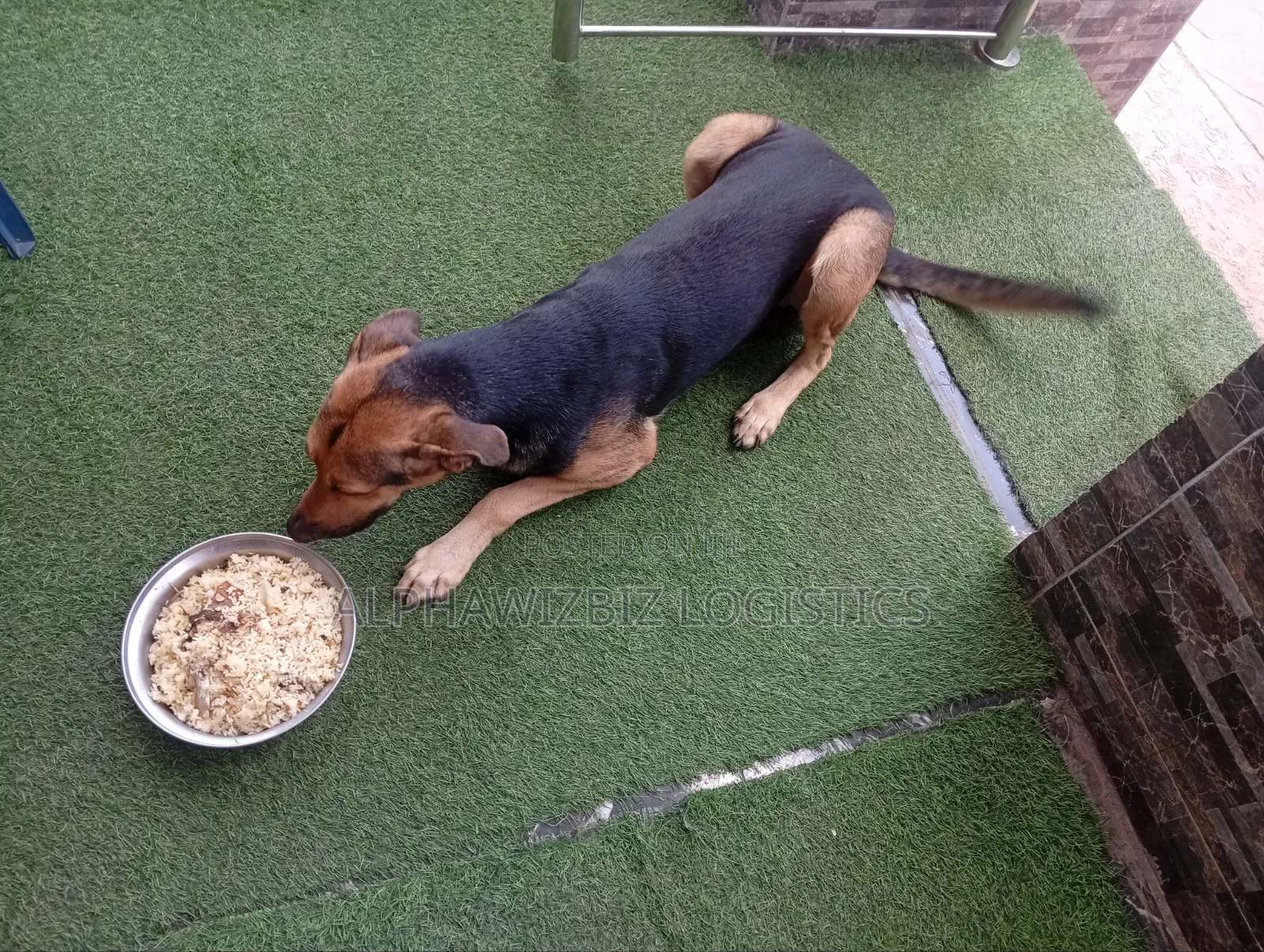 6-12 months Male Purebred German Shepherd