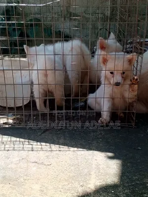 1-3 months Male Purebred American Eskimo