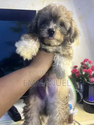 1-3 months Female Purebred Lhasa Apso