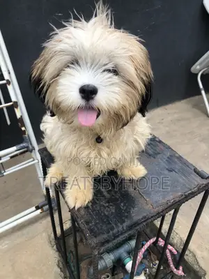 3-6 months Female Purebred Lhasa Apso