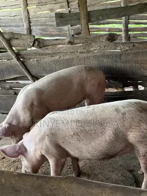 Pig Large White
