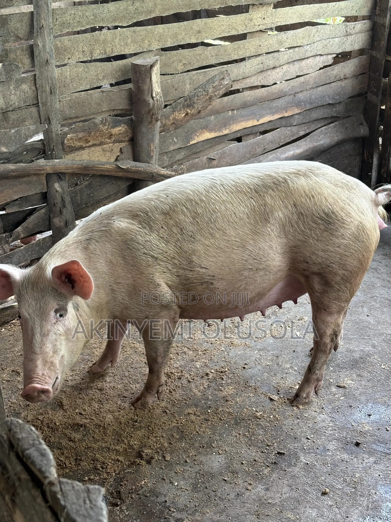 Pig Large White