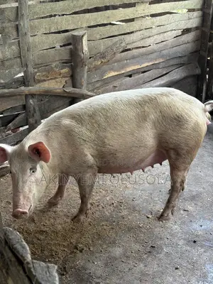 Pig Large White