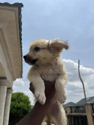 1-3 months Male Purebred American Eskimo
