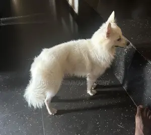 6-12 months Male Purebred American Eskimo