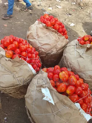 Derica Jos Tomatoes