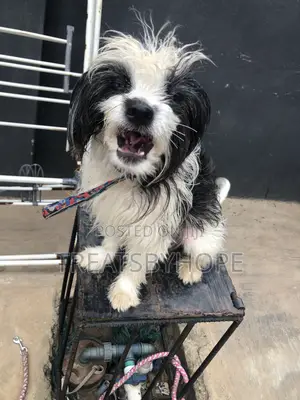 1+ year Male Purebred Lhasa Apso