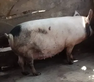 Well-fed Pigs For Sale – Affordable Ready”