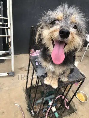 1+ year Female Mixed Breed Lhasa Apso