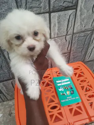 1-3 months Female Purebred Lhasa Apso
