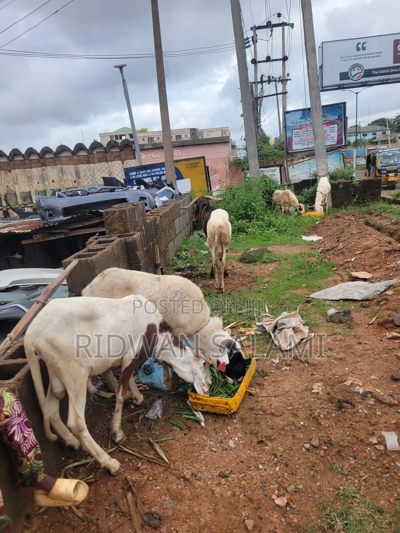 Ileya Rams