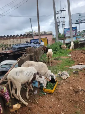Ileya Rams