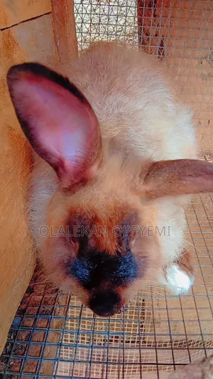 Matured Doe Rabbit