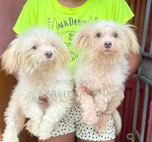 1-3 months Male Purebred Lhasa Apso