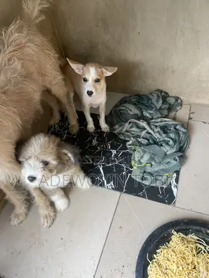 1-3 months Male Mixed Breed Airedale Terrier