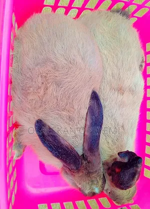 Grower Sable Rabbit