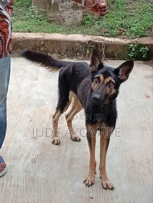 1+ year Male Purebred German Shepherd