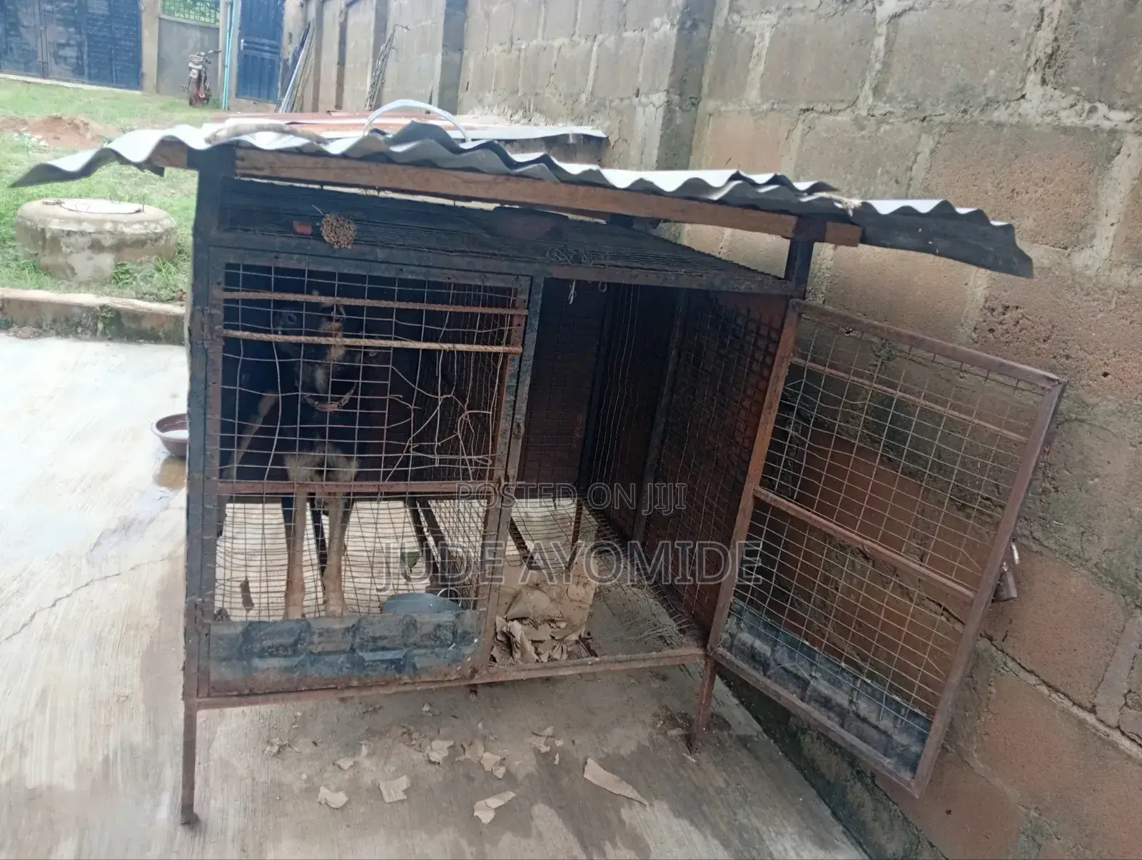 A Good Dog Iron Cage