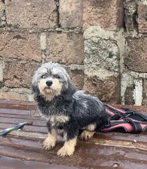 3-6 months Male Purebred Lhasa Apso