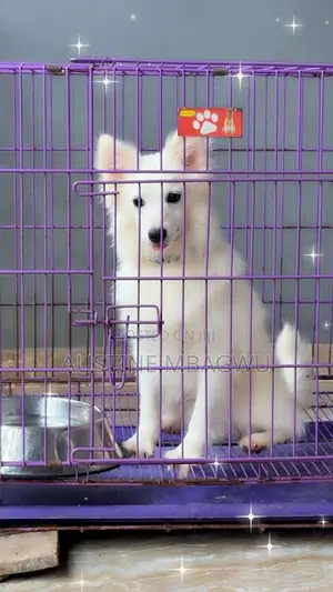 1+ year Male Purebred American Eskimo