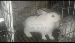 Weaner Rabbits for Sale