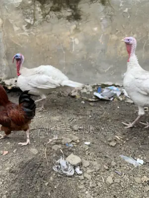Matured Turkeys