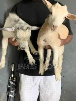 Affordable Kid Goats for Sell
