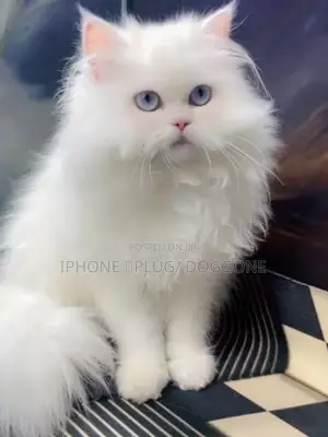 1-3 months Female Purebred Persian