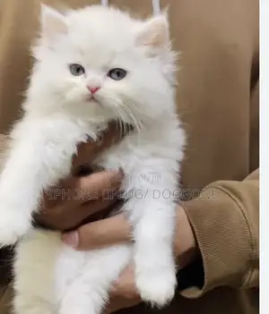 1-3 months Female Purebred Persian