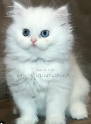 1-3 months Female Purebred Persian